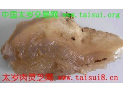 要买太岁肉灵芝找谁 精品太岁肉灵芝专卖店