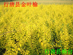 河北石家庄出售金叶榆金叶榆树苗5万