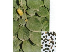 五味子提取物5-11%总素 南 北五味子提取物 多规格