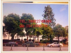 仿真胡杨叶 人造胡杨树叶景观 仿真胡杨树