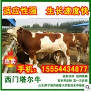 山东牛羊大世界牧业