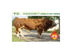 养殖什么行业最挣钱牛羊驴零风险