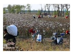 倍力特棉花采摘机啥价 我爱发明小型采棉机 采棉机吧