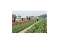 蔬菜播种机 小型蔬菜播种机 蔬菜精量播种机 大豆播种机