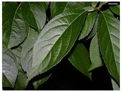 杜仲提取物【绿原酸】 杜仲提取物【绿原酸】