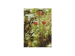 红景天提取物,红景天甙 红景天提取物,红景天甙