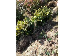 福建油茶苗 福建油茶苗