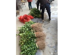 福建油茶苗培育基地 福建油茶苗培育基地