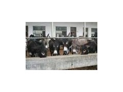 提供肉驴品种简介 提供肉驴品种简介
