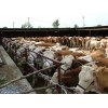 山西肉牛养殖场母牛价格