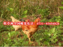 安徽皖南三黄鸡喜欢吃的牧草养鸡种草