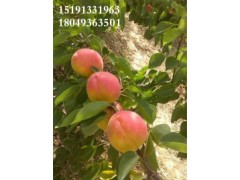 陕西早熟丰园红杏产地批发价格