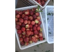 陕西中油5油桃新价格，中油12油桃产地新价格