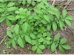 仙鹤草提取物10:1 纯天然提取 量大优惠