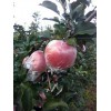 山东潍坊红富士苹果大量上市 山东红富士苹果产地批发
