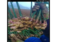 云南小黄姜,云南姜,云南罗平小黄姜,云南生姜,罗平小黄姜 云南小黄姜,云南姜,云南罗平小黄姜,云南生姜,罗平小黄姜